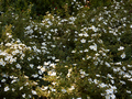 Potentilla fruticosa IMG_0727 Pięciornik krzewiasty